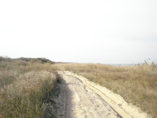 DSC07842.jpg