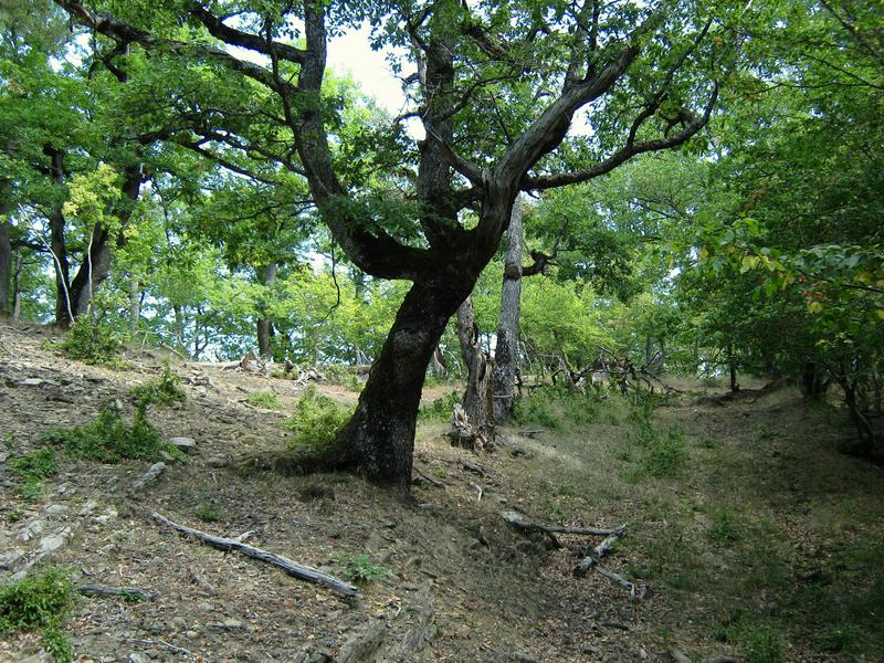 IMG_4995.JPG