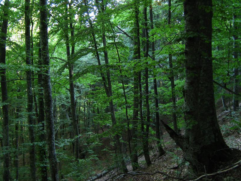 IMG_5441.JPG