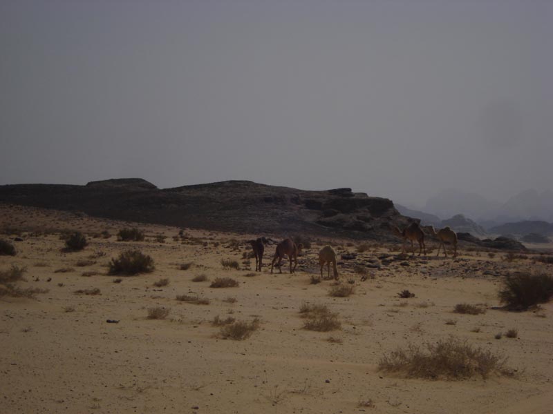 DSC06708.jpg