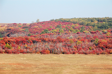 DSC_1193.JPG