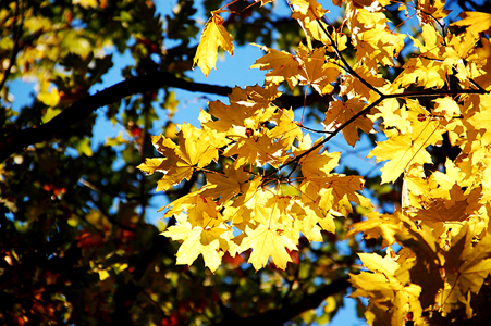 DSC_1237.JPG