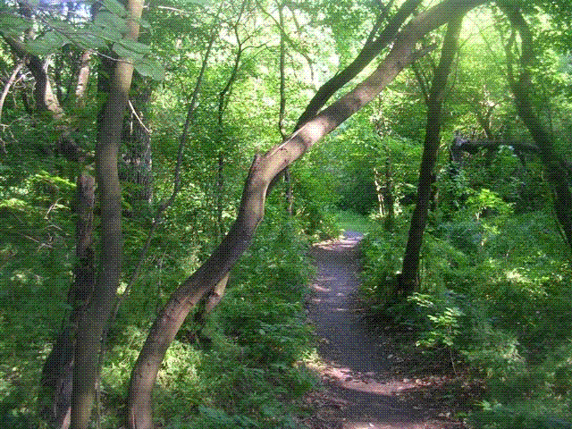 DSCN6753.GIF
