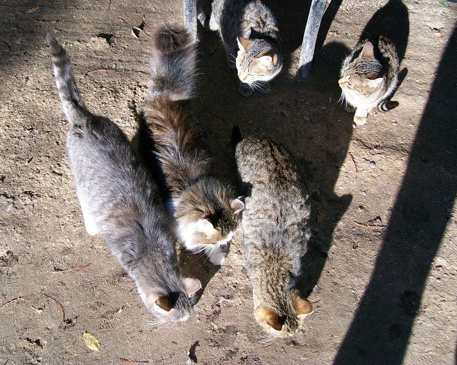 4котэ.jpg