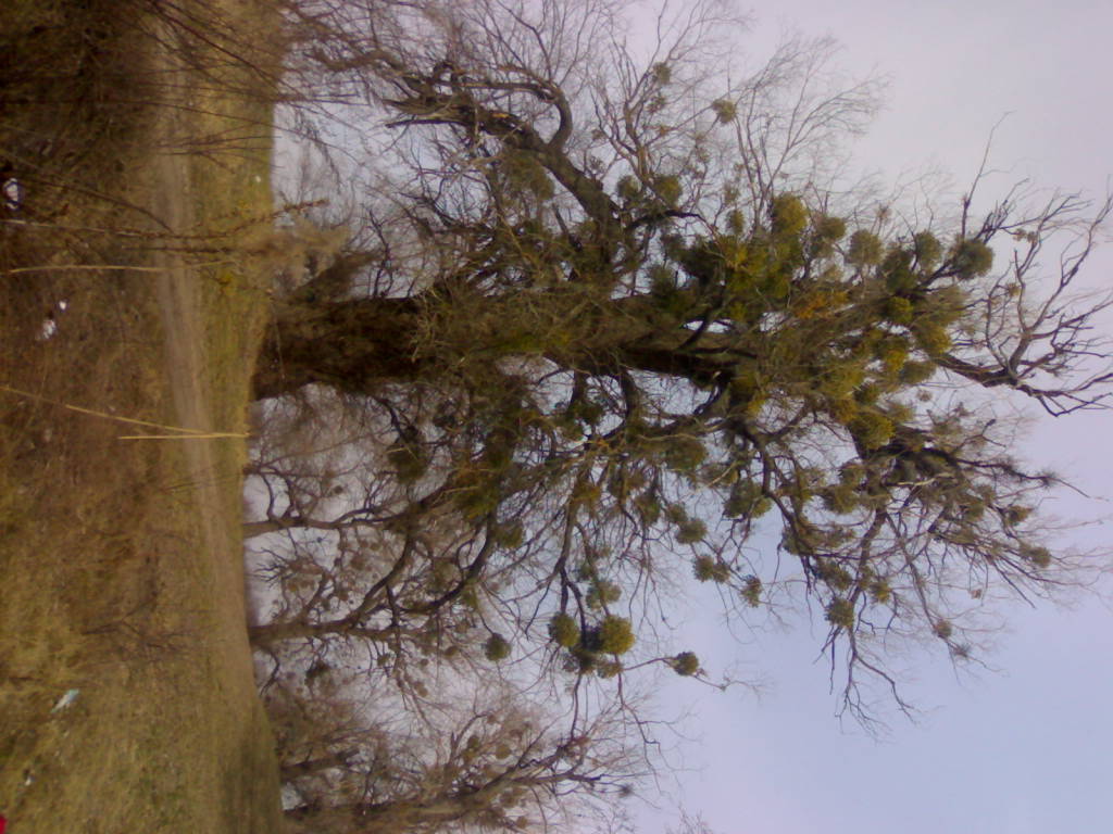 18022006313.jpg