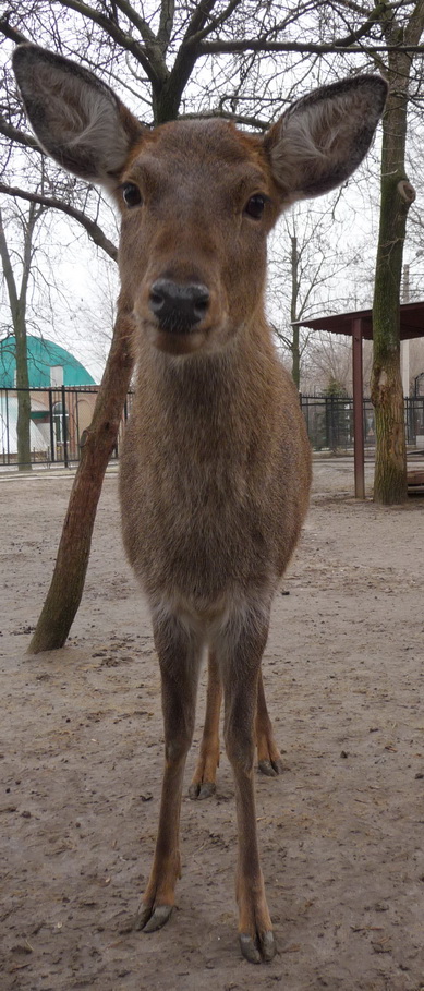 olen.jpg