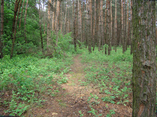 pic9.jpg