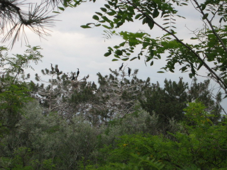 IMG_4126_resize_resize.jpg